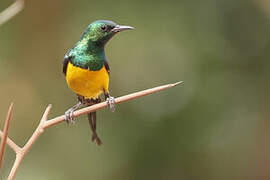 Pygmy Sunbird