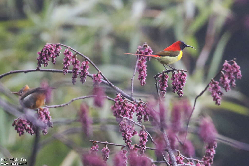 Fire-tailed Sunbird male adult breeding, identification