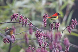 Fire-tailed Sunbird