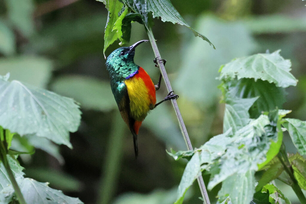 Regal Sunbird male adult