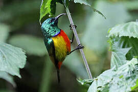 Regal Sunbird