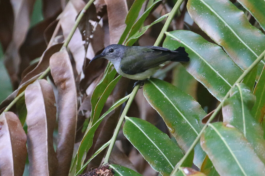 Black Sunbird female adult