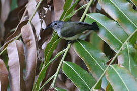 Black Sunbird