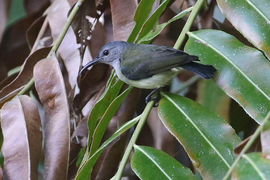 Black Sunbird female adult