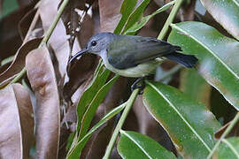 Black Sunbird