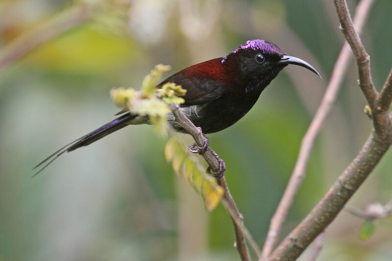Black-throated Sunbird male adult breeding