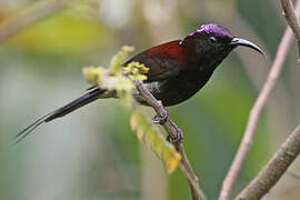 Black-throated Sunbird