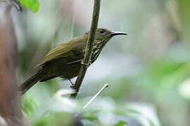 Purple-naped Spiderhunter