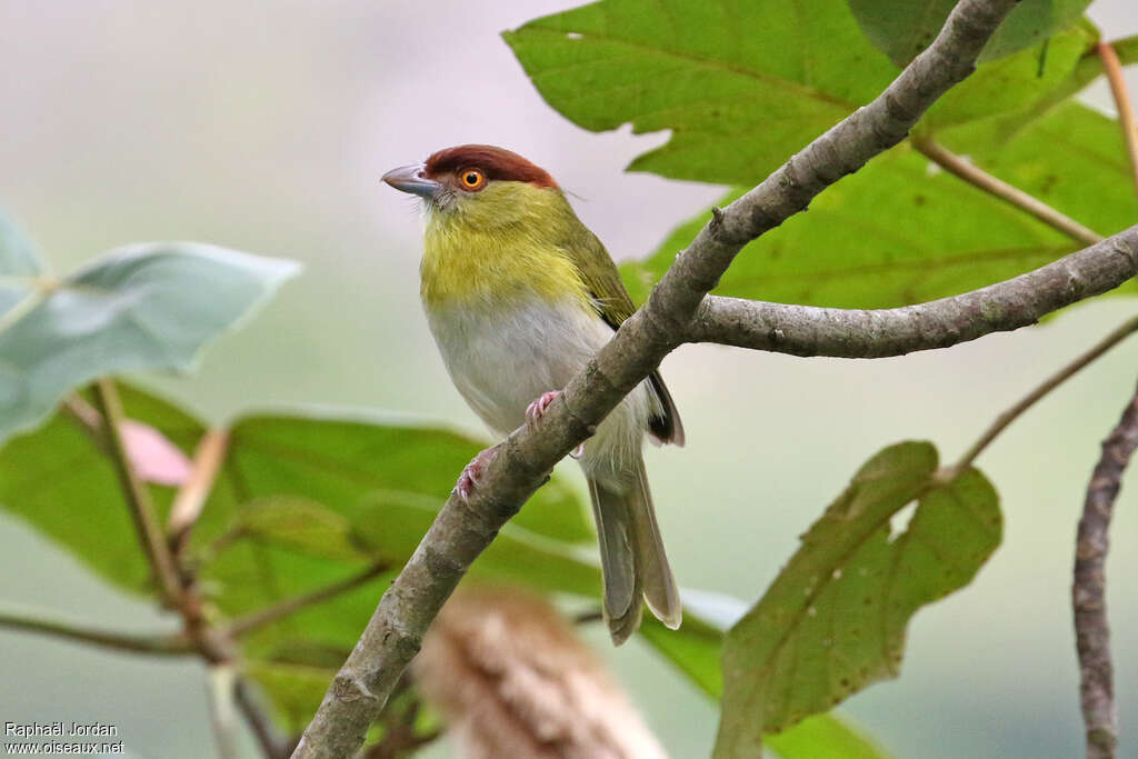 Rufous-browed Peppershrikeadult breeding, habitat, pigmentation