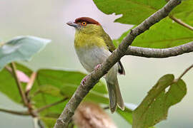 Rufous-browed Peppershrike