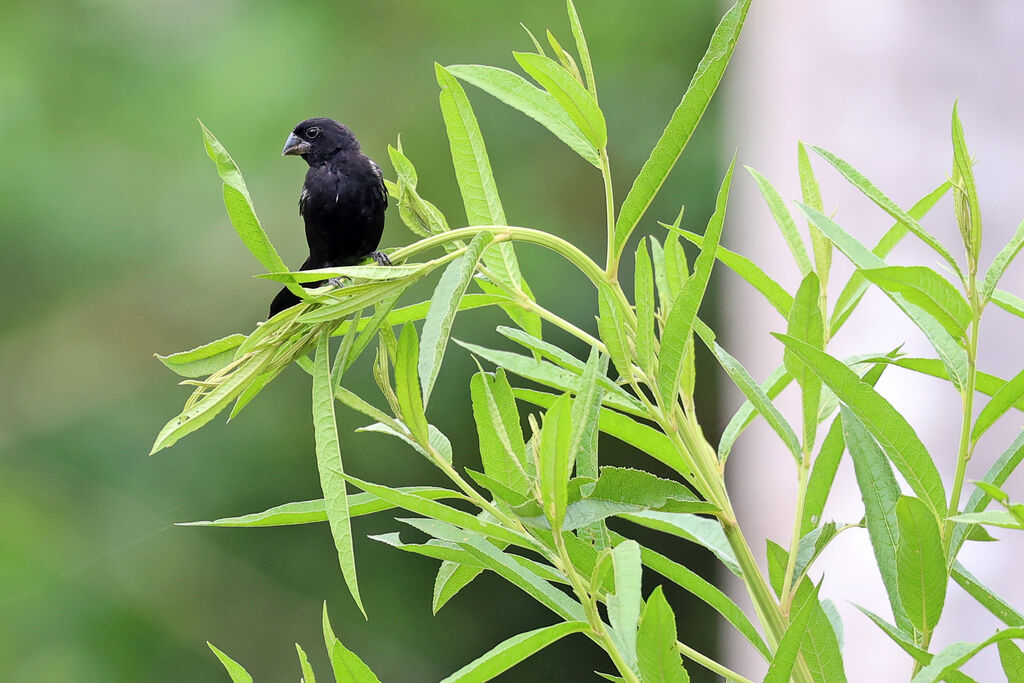 Sporophile à bec fort
