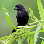 Sporophile à bec fort