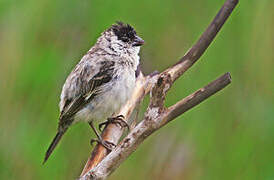 Pearly-bellied Seedeater