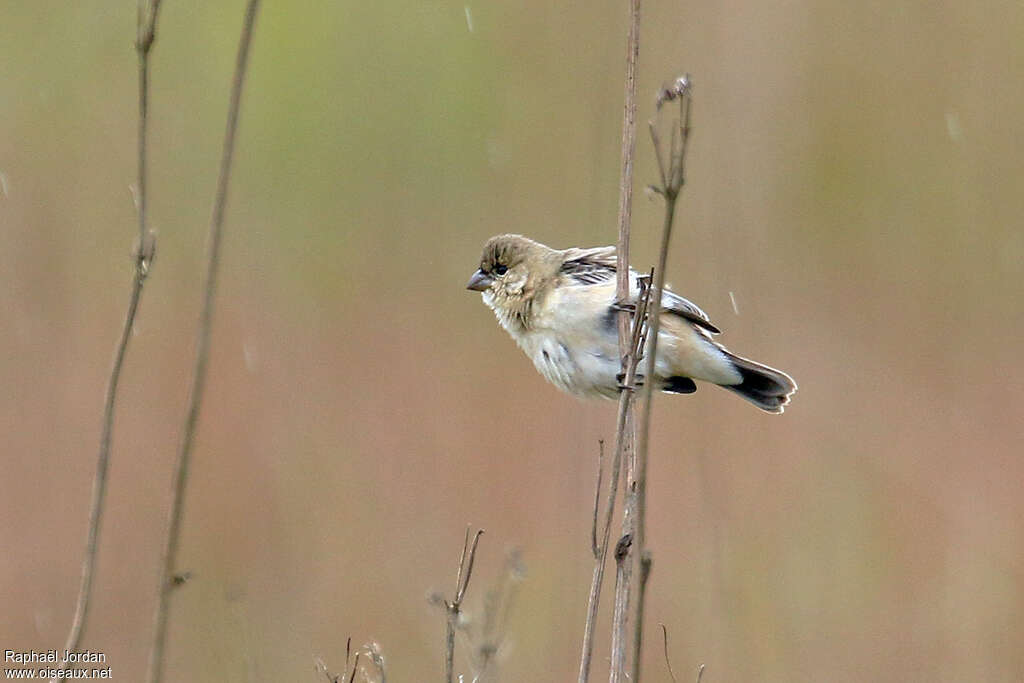 Pearly-bellied Seedeater female adult, identification