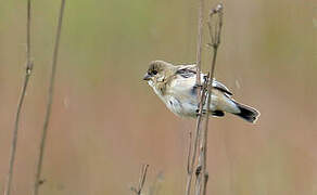 Pearly-bellied Seedeater