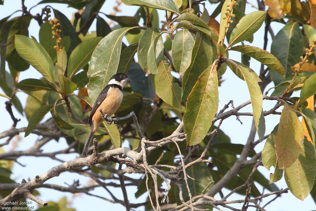 Sporophile à col blanc mâle adulte, identification