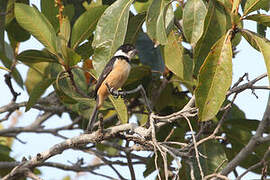 Cinnamon-rumped Seedeater