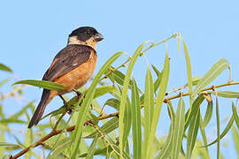 Cinnamon-rumped Seedeater