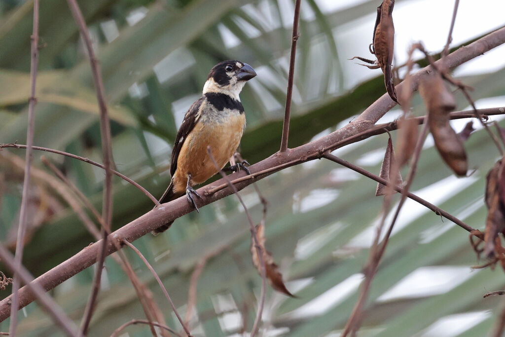 Rusty-collared Seedeater male adult