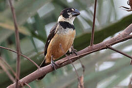 Rusty-collared Seedeater