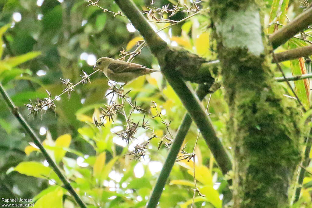 Buffy-fronted Seedeater