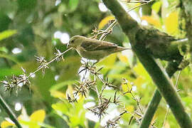 Buffy-fronted Seedeater