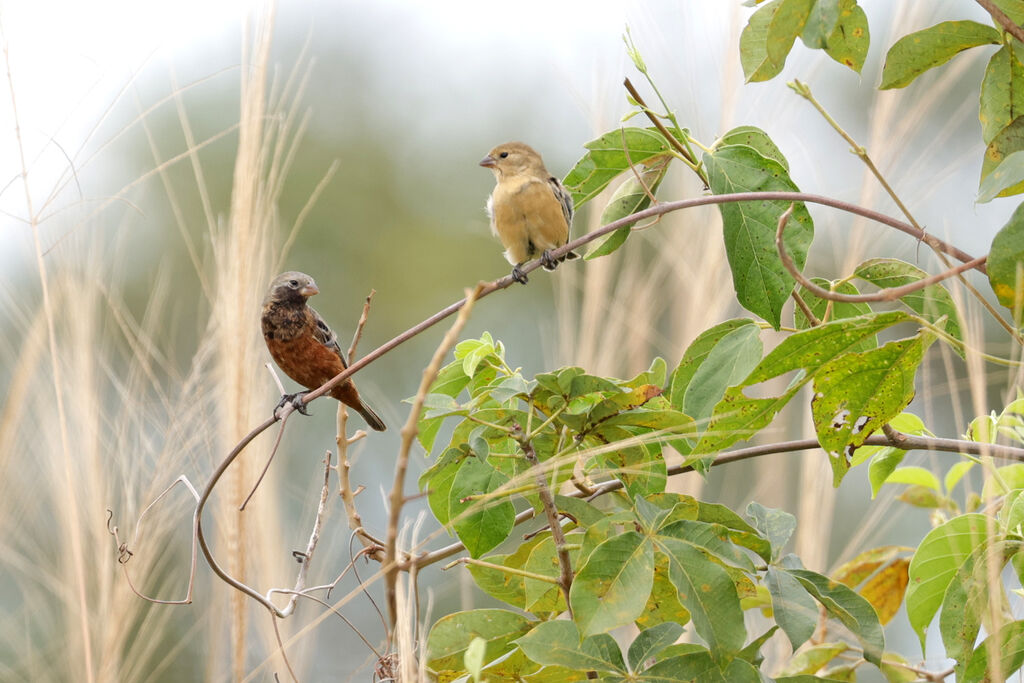 Dark-throated Seedeateradult