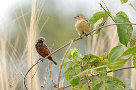 Dark-throated Seedeater