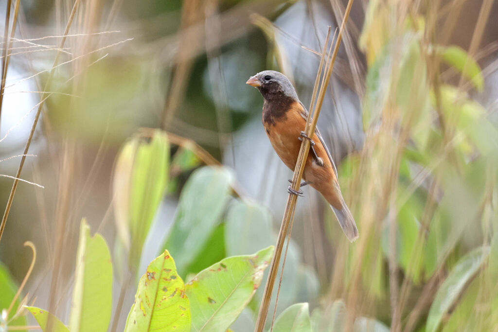 Dark-throated Seedeater male adult breeding