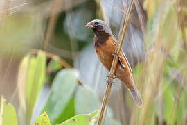 Dark-throated Seedeater