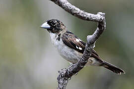 White-naped Seedeater