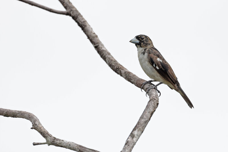 White-naped Seedeater male immature