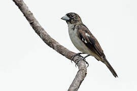 White-naped Seedeater