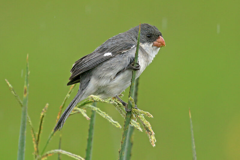 White-bellied Seedeater male adult