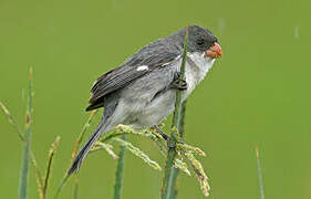 White-bellied Seedeater