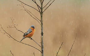 Tawny-bellied Seedeater