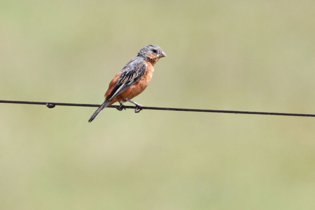 Tawny-bellied Seedeater male adult