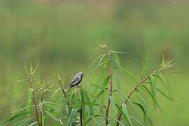 Black-bellied Seedeater