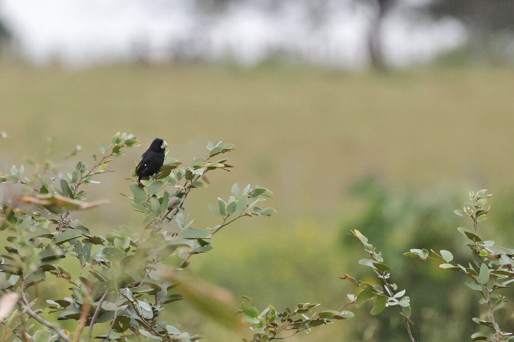 Great-billed Seed Finch male adult