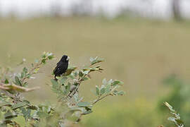 Great-billed Seed Finch