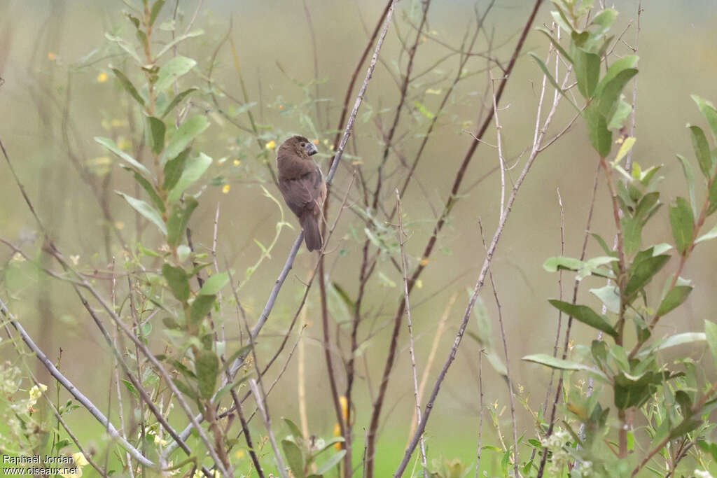 Great-billed Seed Finch female adult