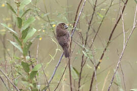 Great-billed Seed Finch