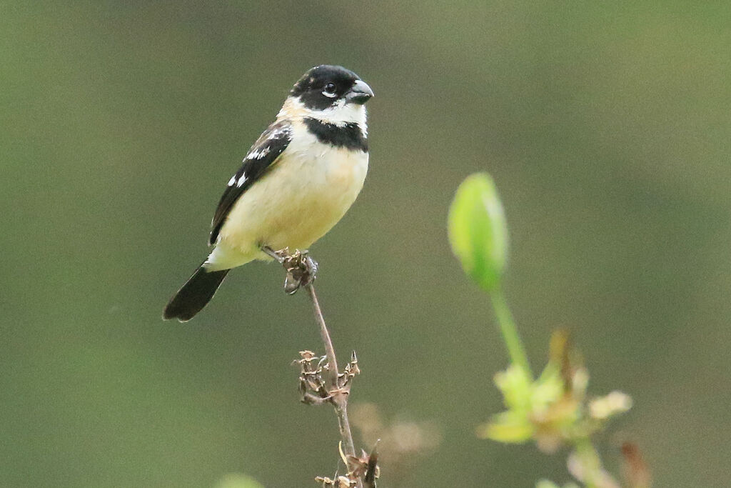 Morelet's Seedeater male adult