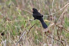 Nicaraguan Seed Finch