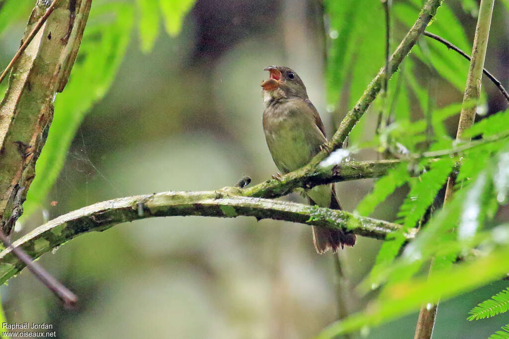 Temminck's Seedeater male immature, pigmentation, song