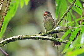 Temminck's Seedeater