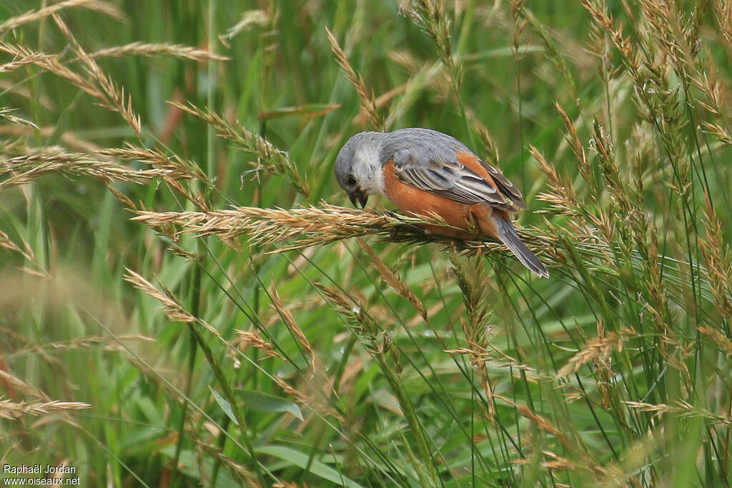 Marsh Seedeater male adult, identification