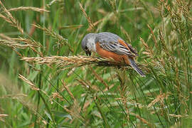 Marsh Seedeater