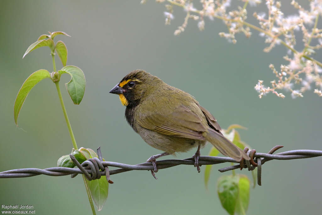 Sporophile grand-chanteur mâle adulte, identification