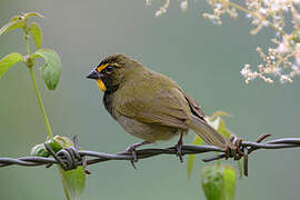 Yellow-faced Grassquit